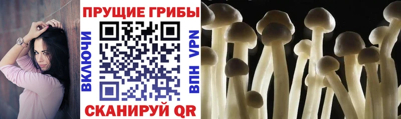 блэк спрут зеркало  Удомля  Галлюциногенные грибы мухоморы 